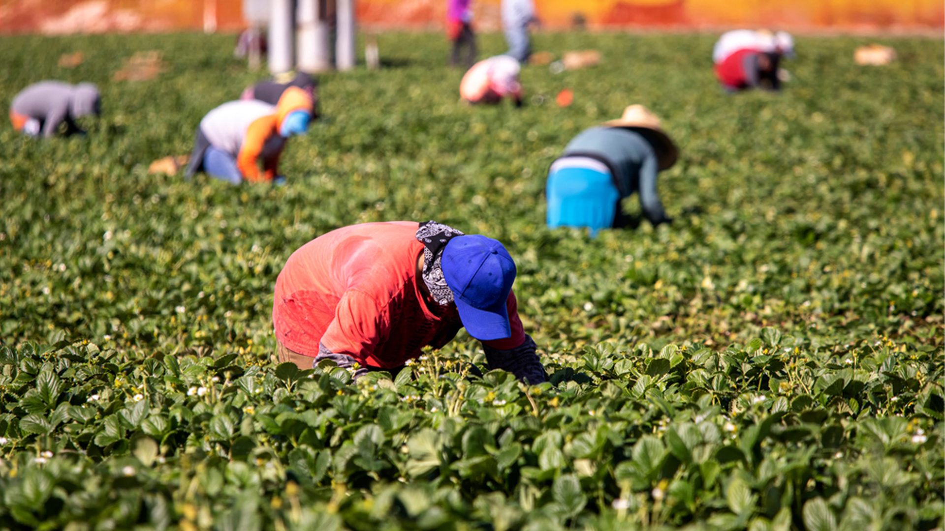 El calor aumenta ¿quién protege a los campesinos?