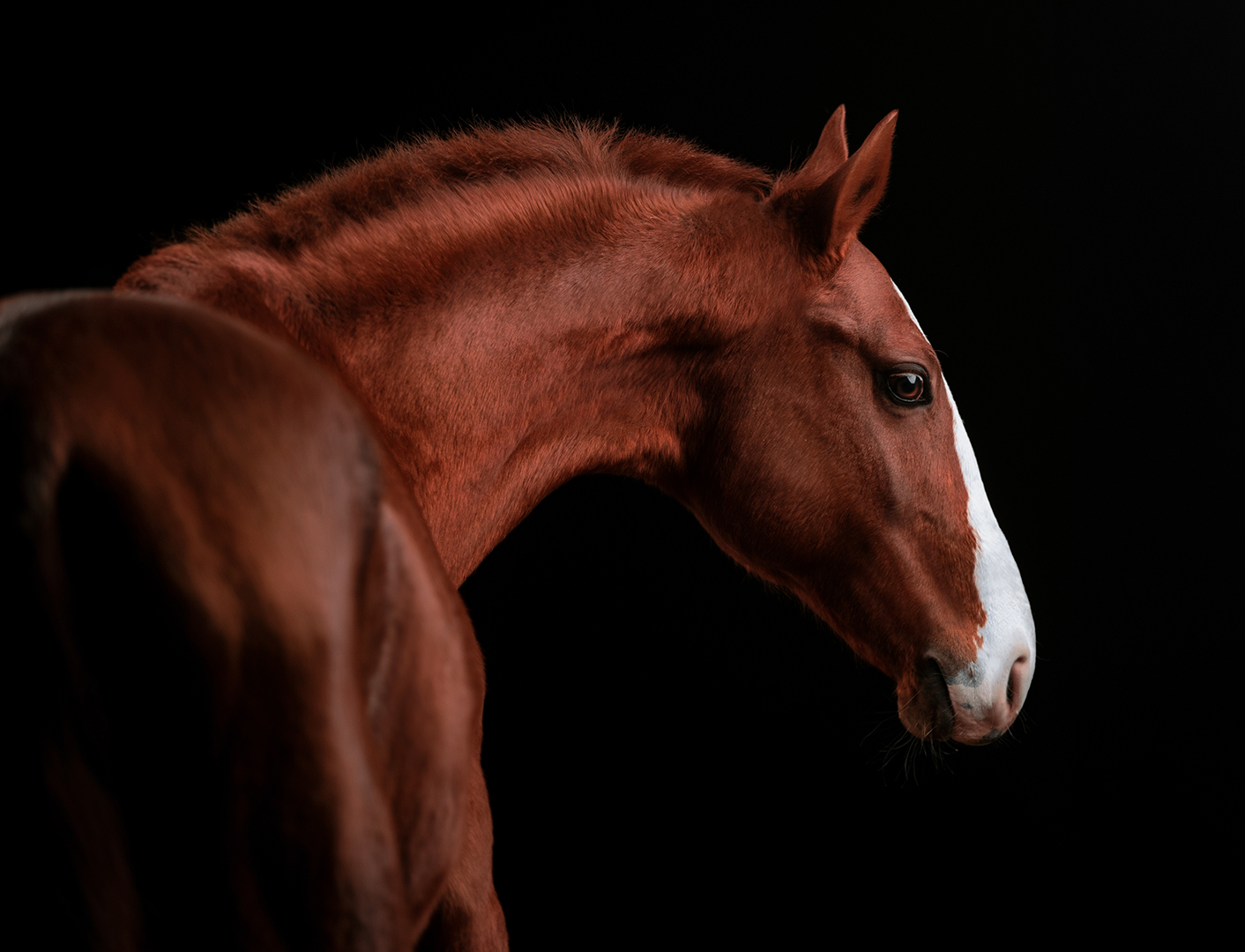 Cuando el Cordero abrió el segundo sello, oí al segundo ser viviente que decía: «Ven». Entonces salió otro caballo, rojo.