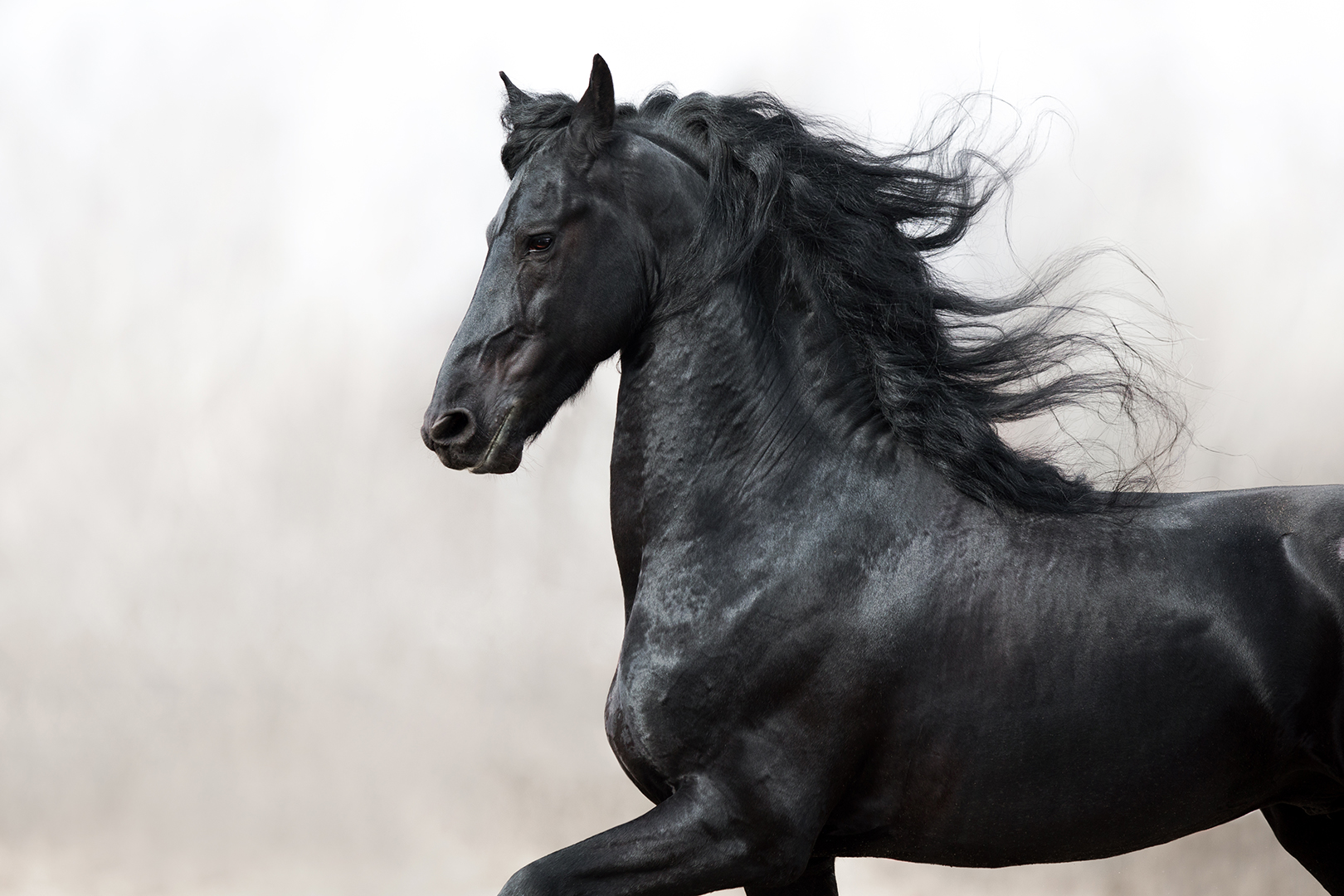 Cuando abrió el tercer sello, oí al tercer ser viviente que decía: Ven. Y miré, y he aquí, un caballo negro; y el que estaba montado en él tenía una balanza en la mano.